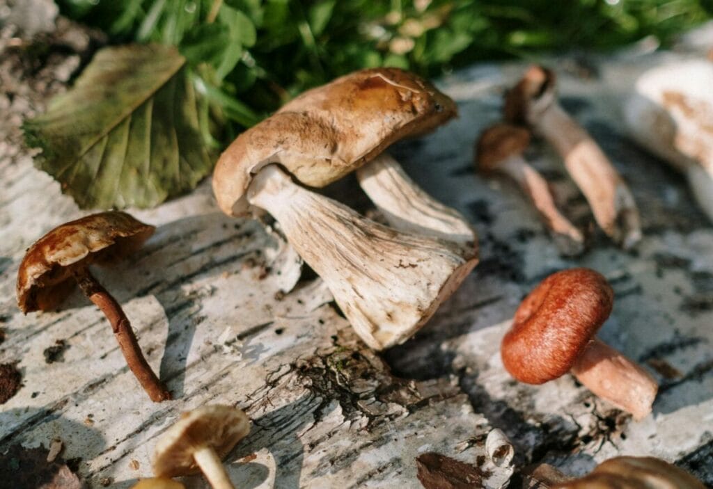 Mushroom chocolate in Canada