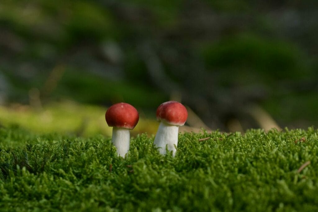 Tidal wave mushroom