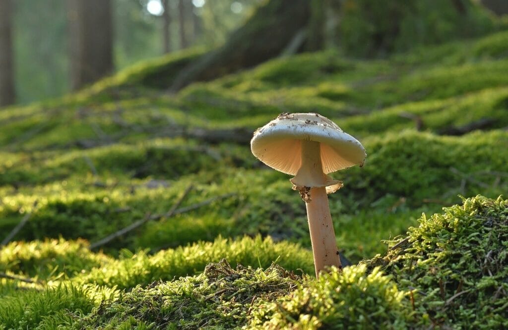 Magic mushroom Vancouver