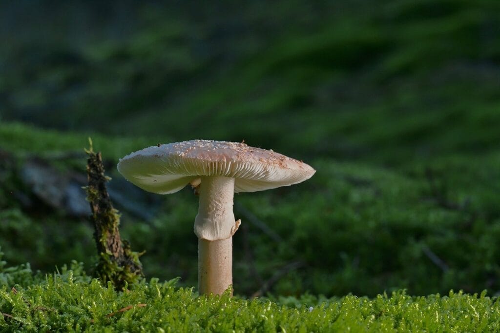 Magic Mushroom In Vancouver