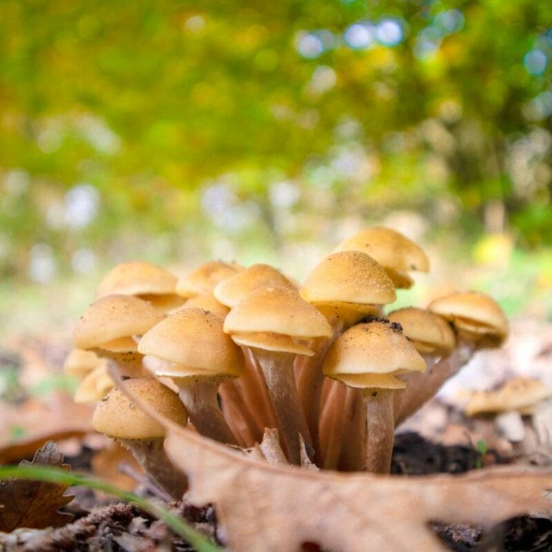 Shrooms Canada