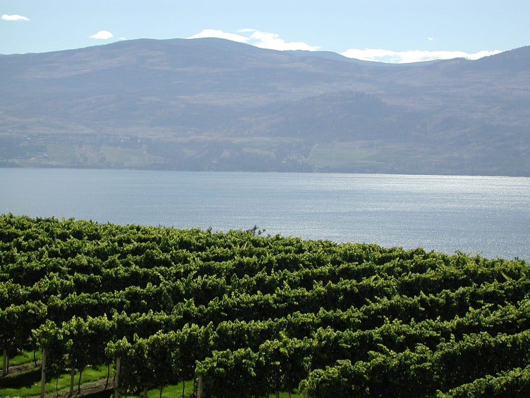 Vineyards Lake Okanagan in British Columbia Canada