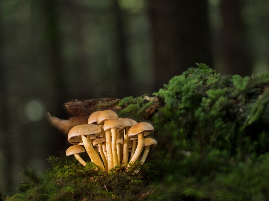 magic mushroom canada