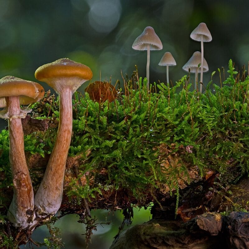 magic mushroom in Canada