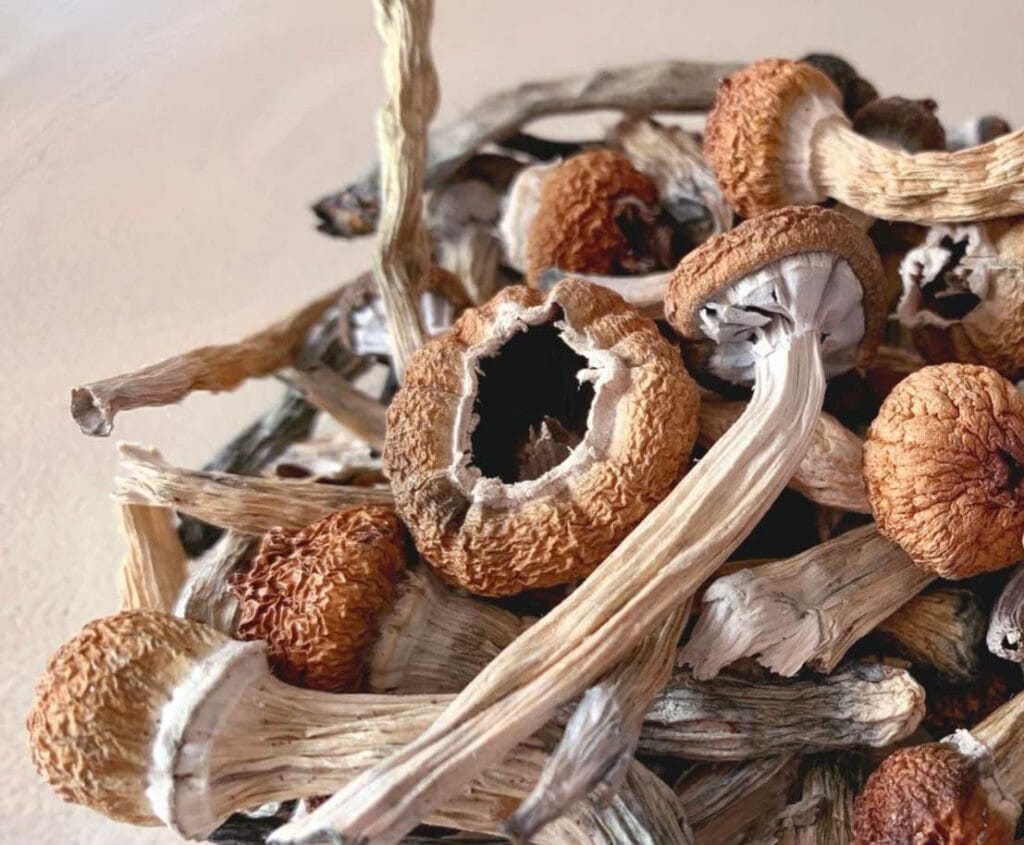 dried magic mushroom