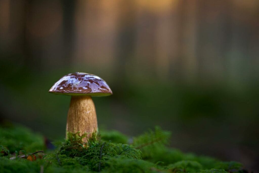 How to make magic mushshroom tea