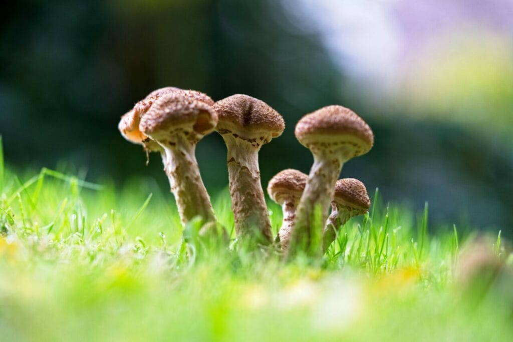 Microdose Mushrooms Online