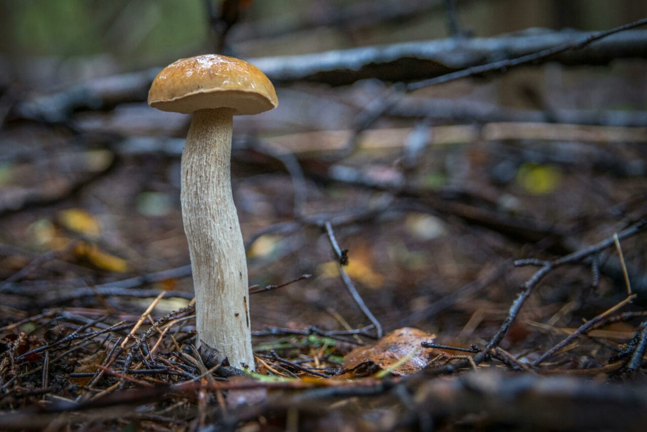 New Magic Shrooms Research Suggests Weeks-Long Brain Disruption Might Help Mental Health