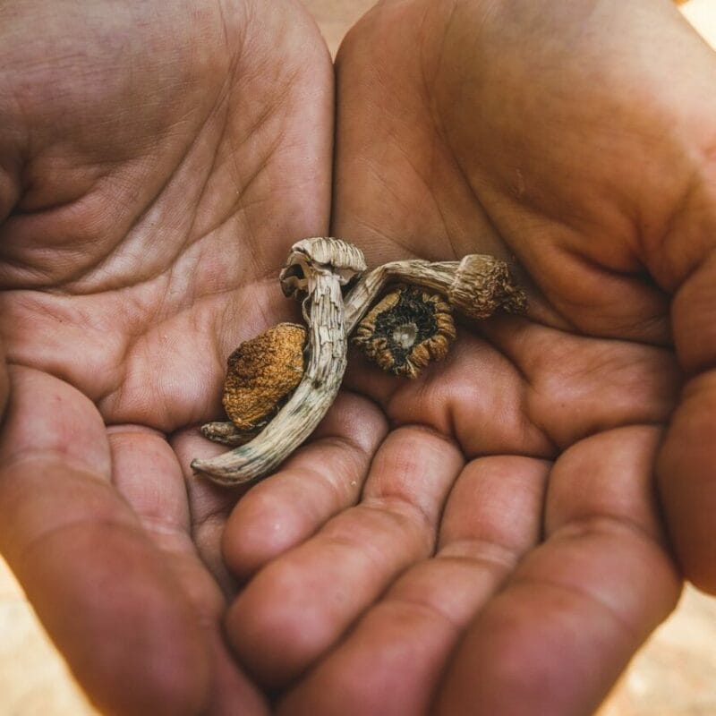 dried shrooms