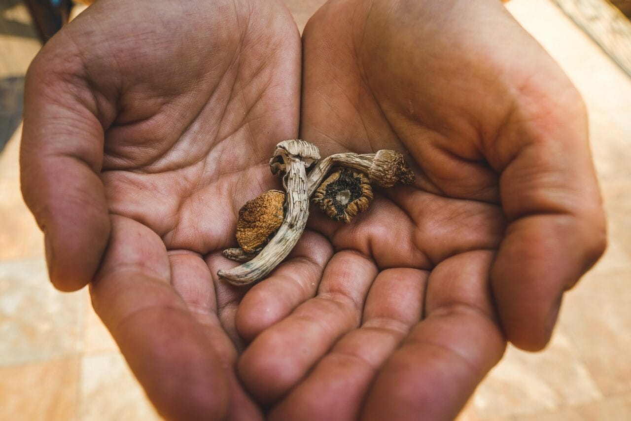 How Do Dried Shrooms Compare to Other Psychedelics?