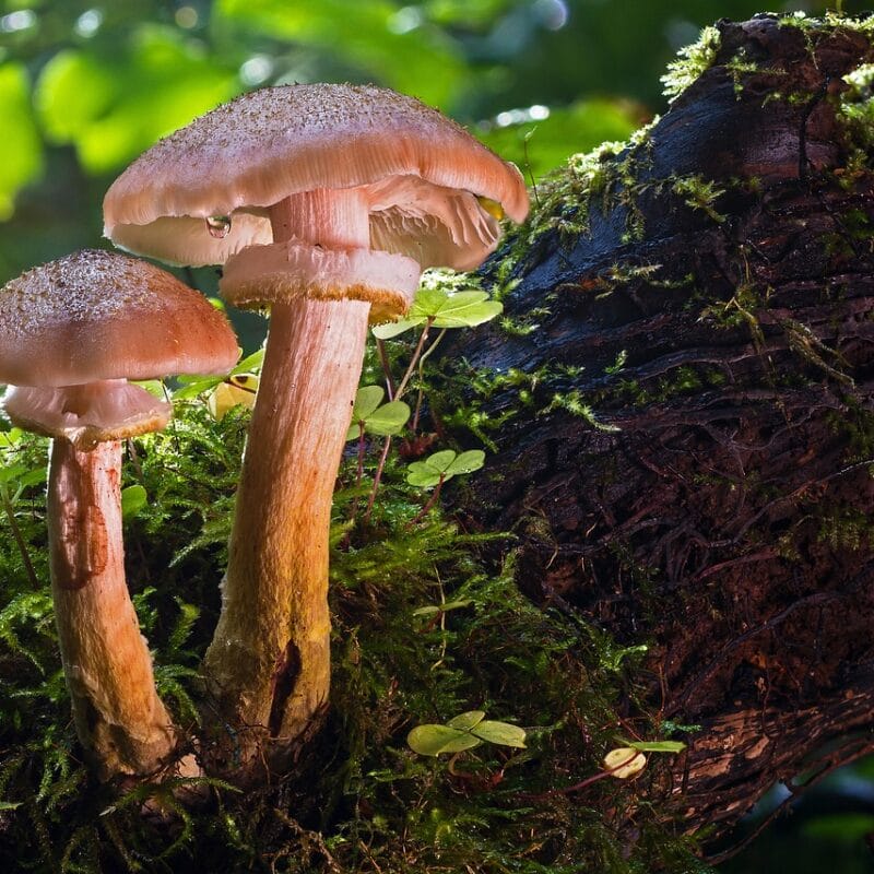 magic mushroom delivery