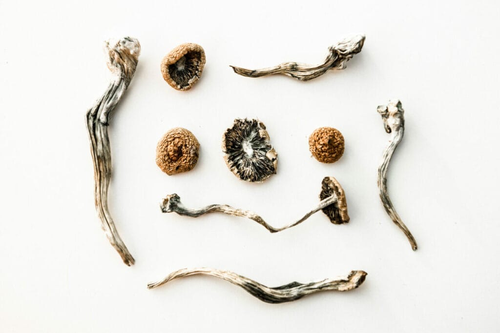 dried psychedelic magic mushrooms