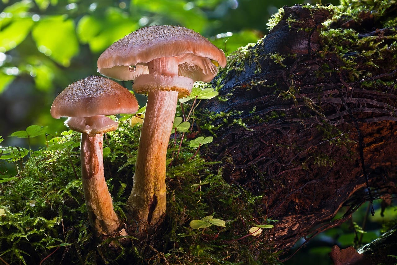 Psychedelic Magic Mushroom – Did It Help Us Level Up as a Species?