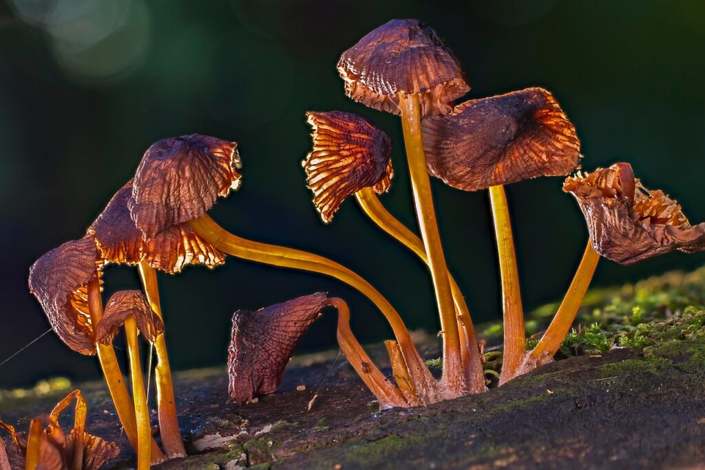 Alacabenzi mushroom