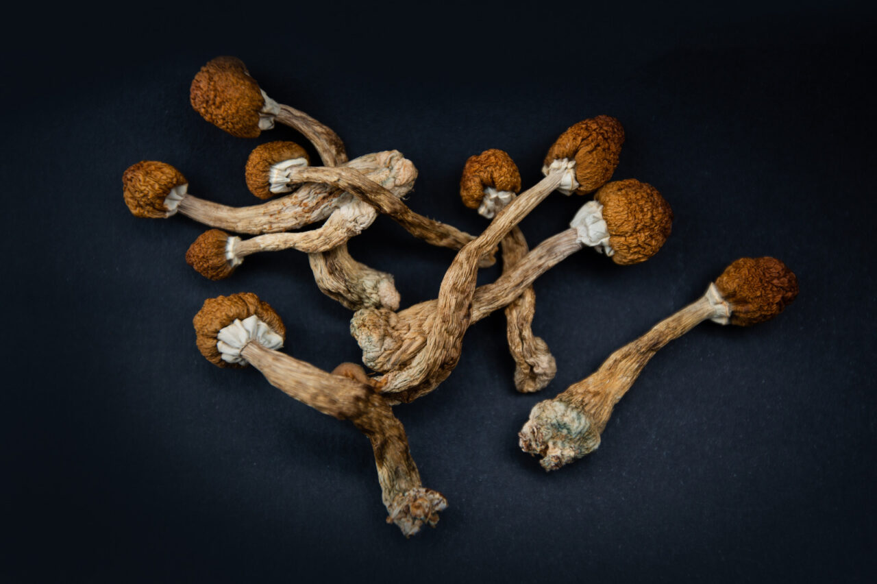 Dried magic mushrooms