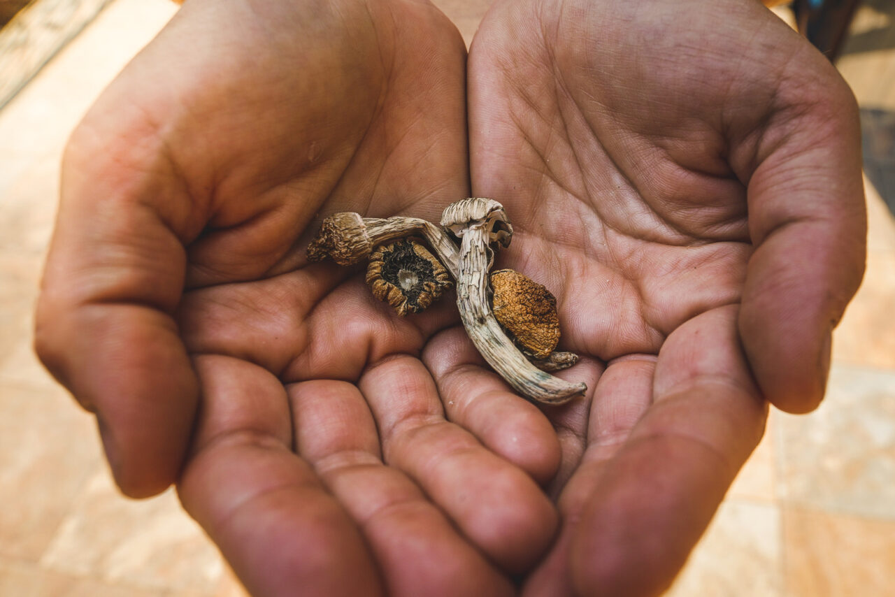 Dried shrooms