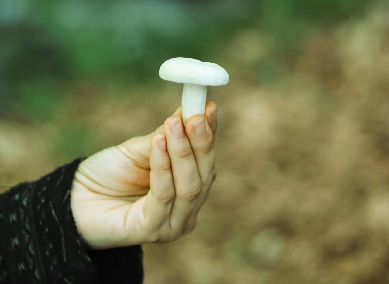 Explore Five Shroom Categories for Every Psychedelic Enthusiast