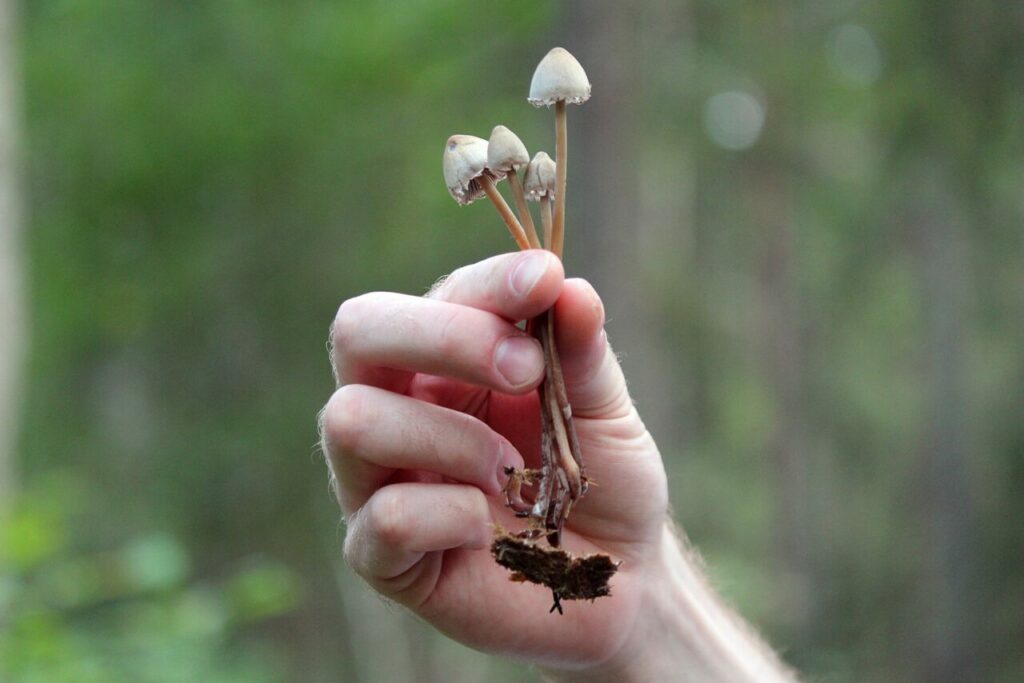 Lizard king mushroom