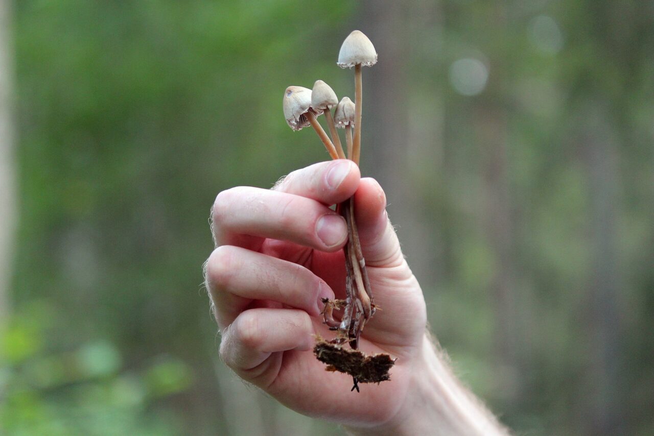 Shrooms Online – I Took Psilocybin and Realized We All Need to Care About Climate Change