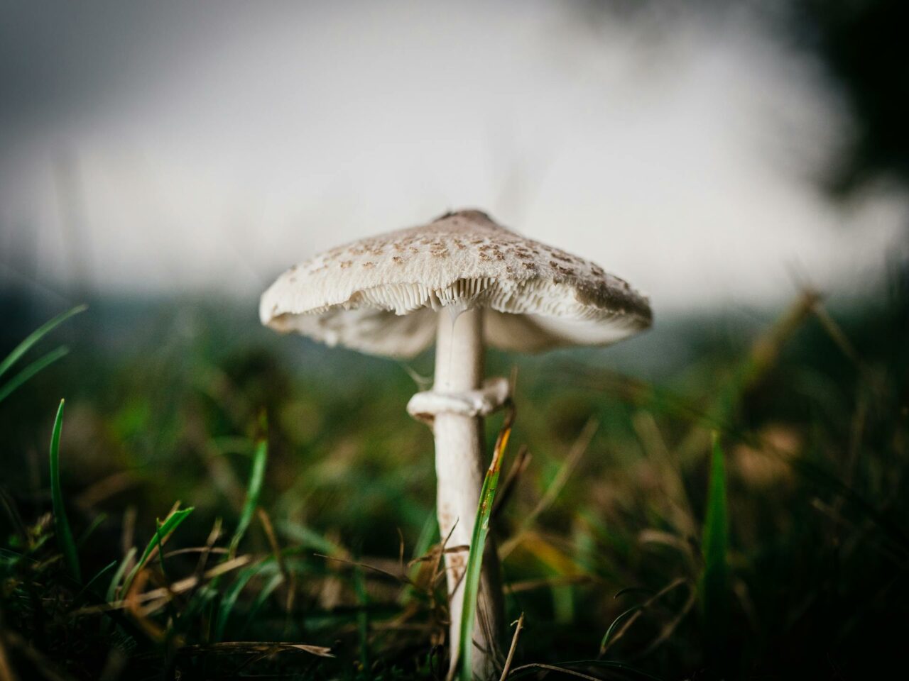 What Should You Pair with White Monster Magic Mushrooms for an Enhanced Experience?