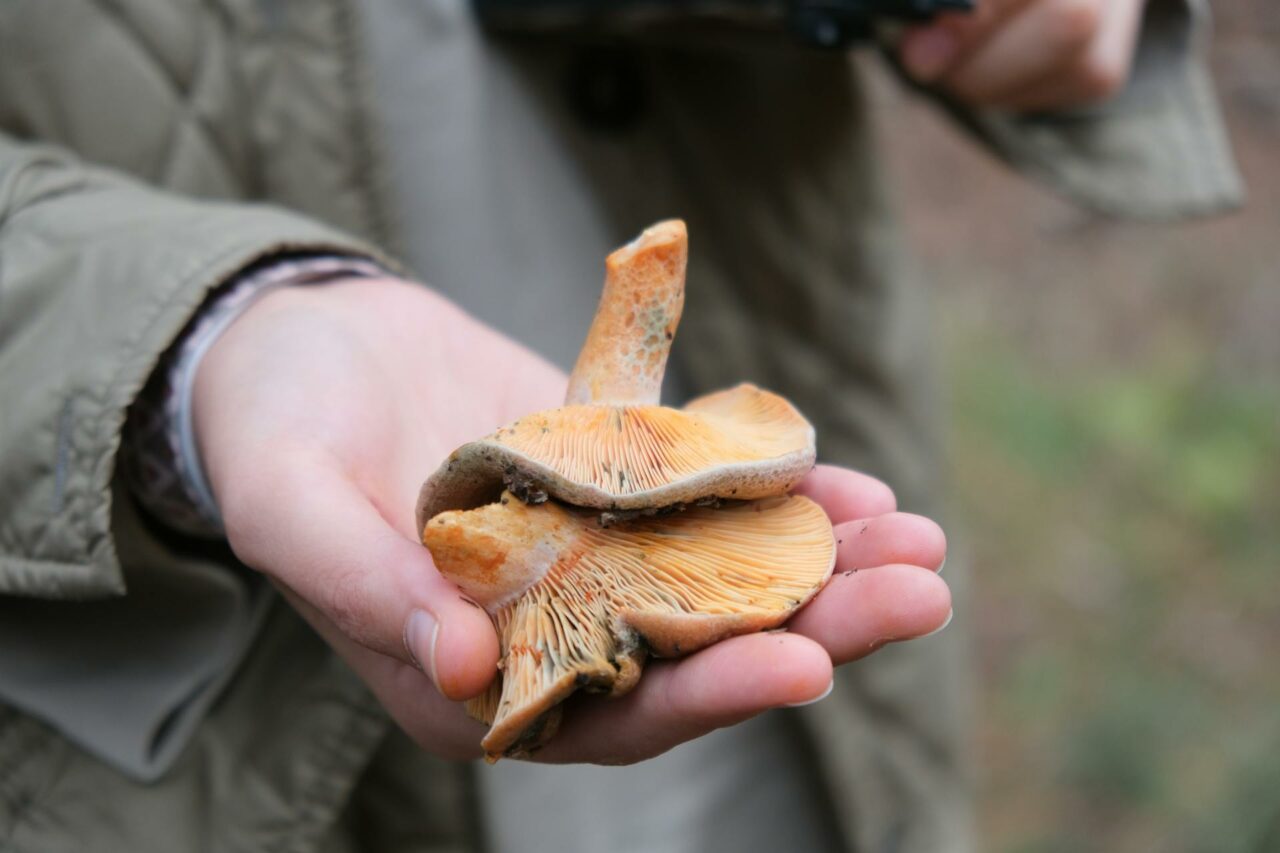 Why I’ll Always Keep Apex Strain Mushroom in My Self-Care Toolkit