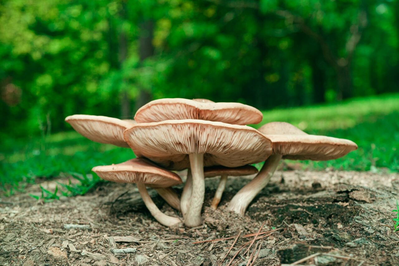 Tried Big Daddy Mushroom on a Hike—10/10 Would Do Again