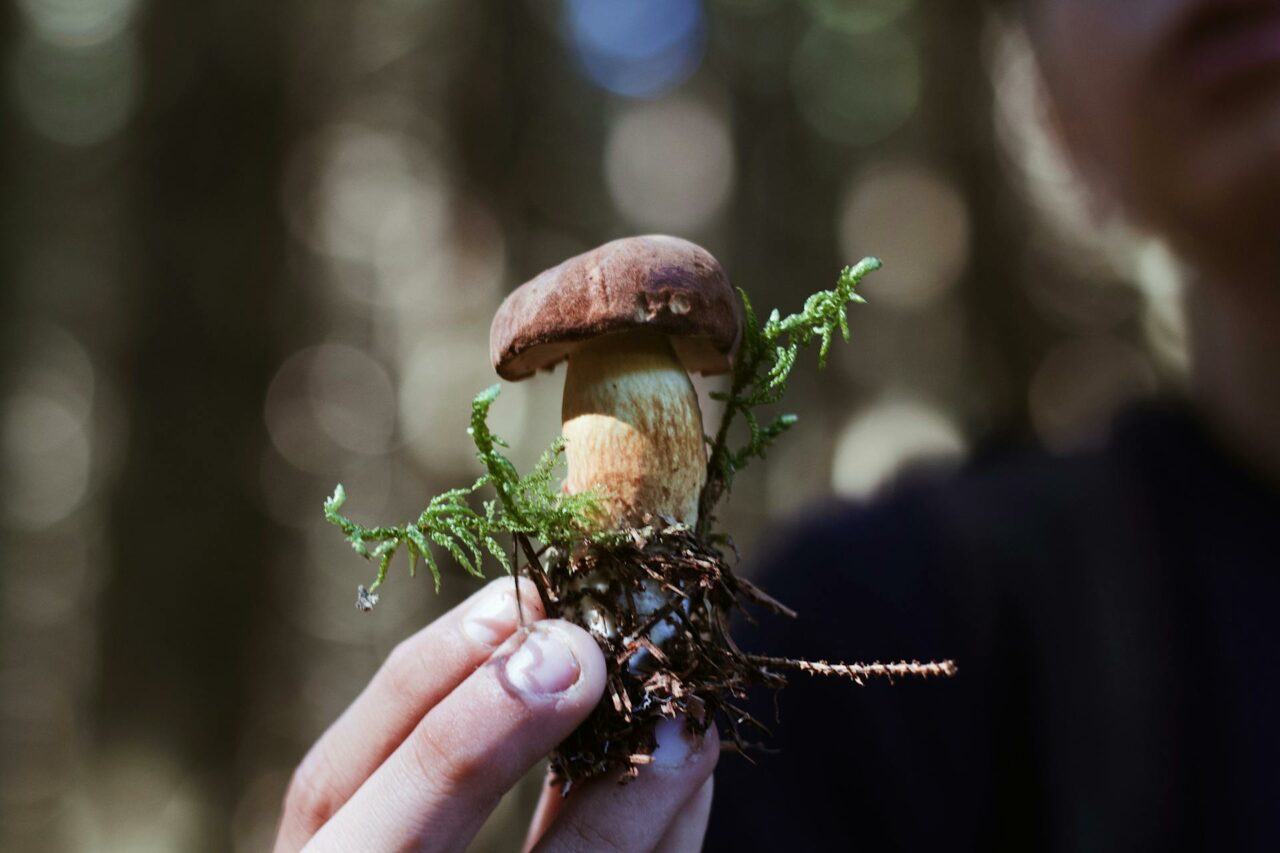 Buy Shrooms Online? A Retiree Wished He Used Psilocybin 45 Years Ago