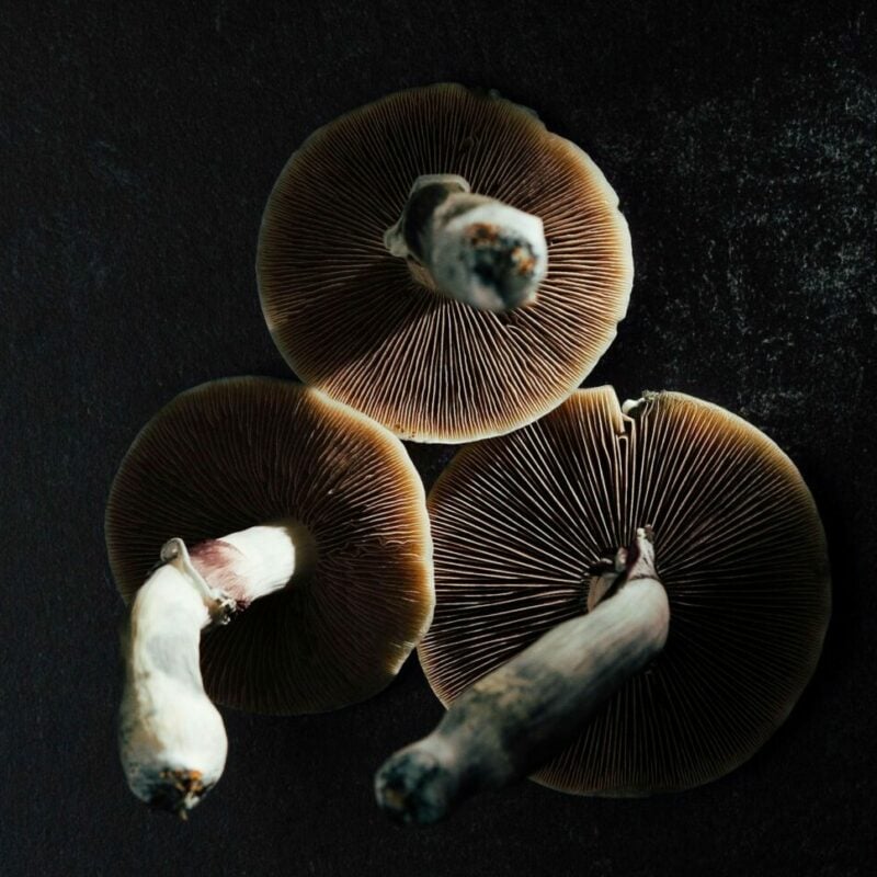 Magic Mushroom Canada