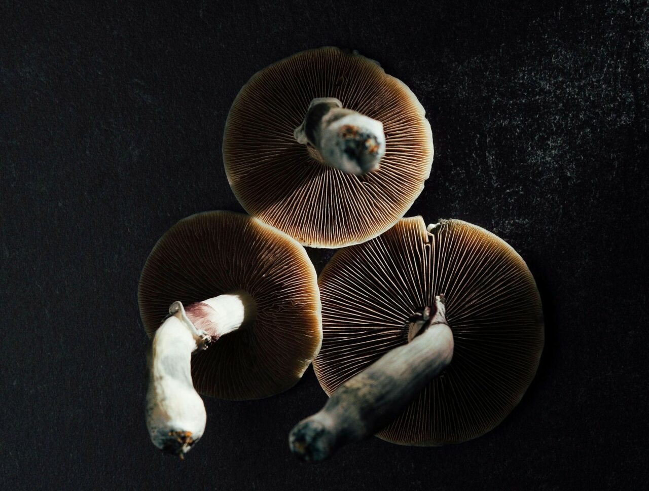 Magic Mushroom Canada – Experts Explain Why Natural Psilocybin Hits Harder Than Lab-Made