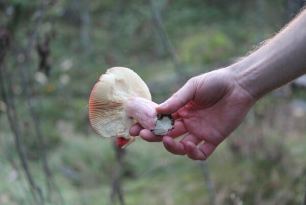 Magic Mushroom Delivery