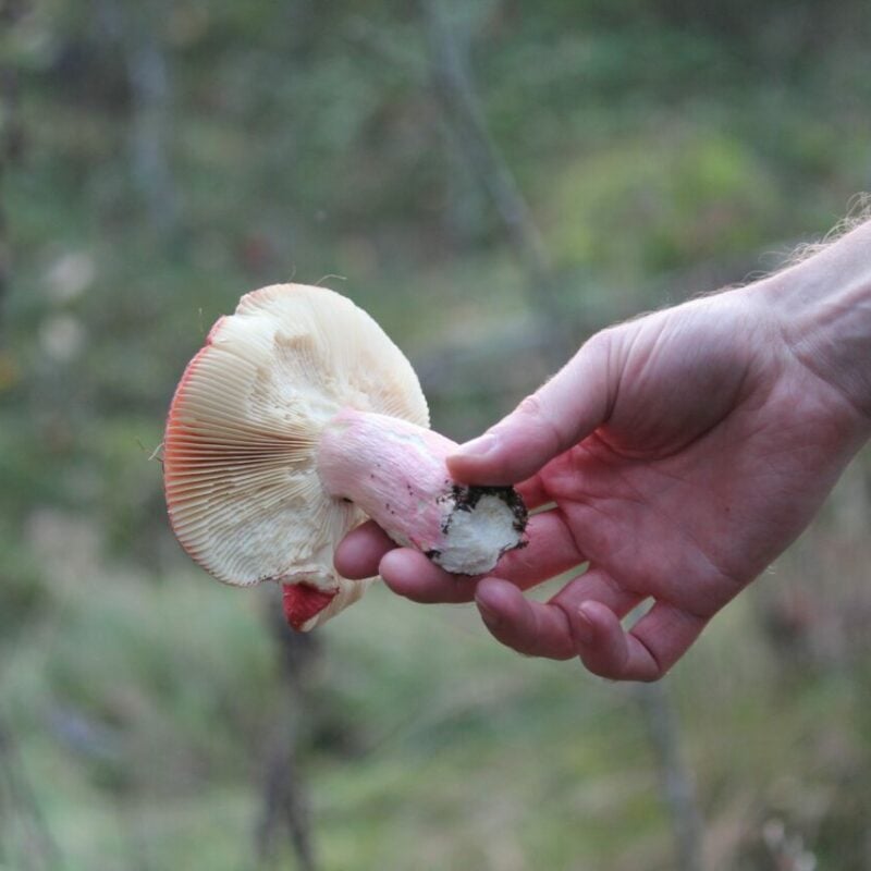 Magic Mushroom Delivery