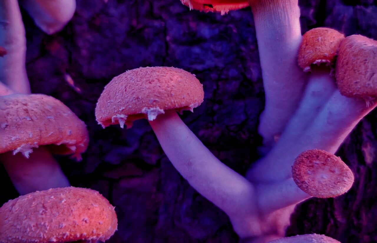 How Psilocybin From Mushroom Dispensary Could Rewire Minds Trapped in HIV-Related Shame