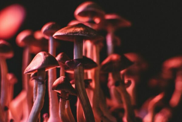 Shrooms Canada