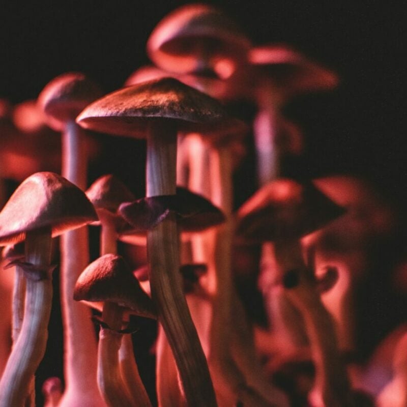 Shrooms Canada