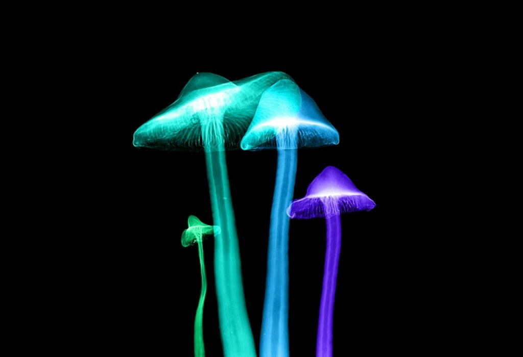 Shrooms Online