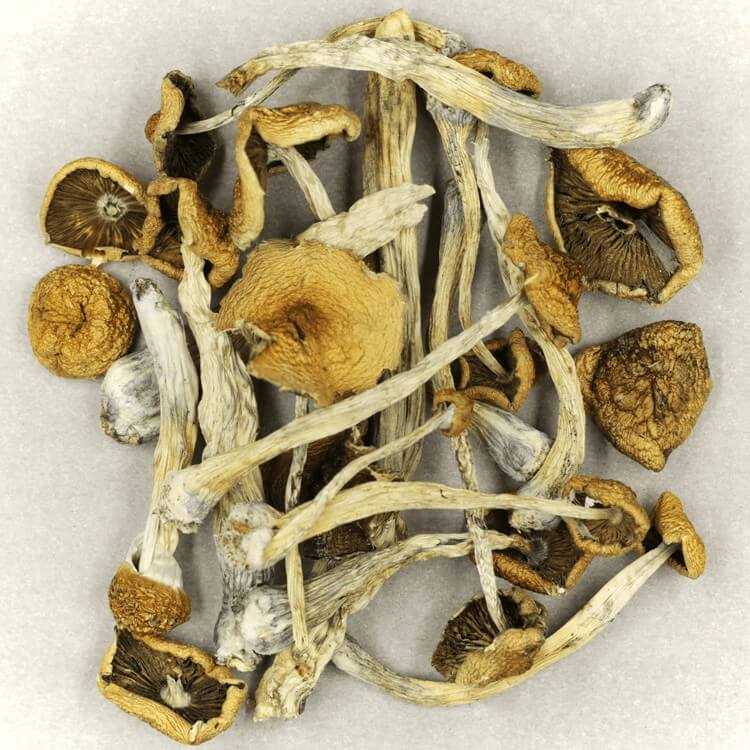 Experts Use New Ways to Discover Psilocybe Mexicana Potency and Other Strains for Safer Medical Use