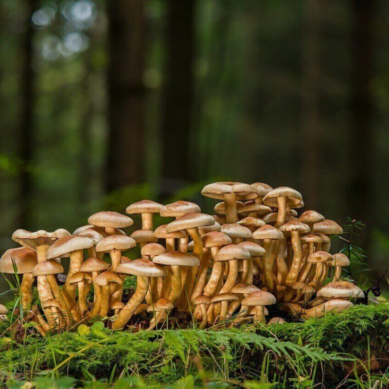 Cambodian Shroom Strain