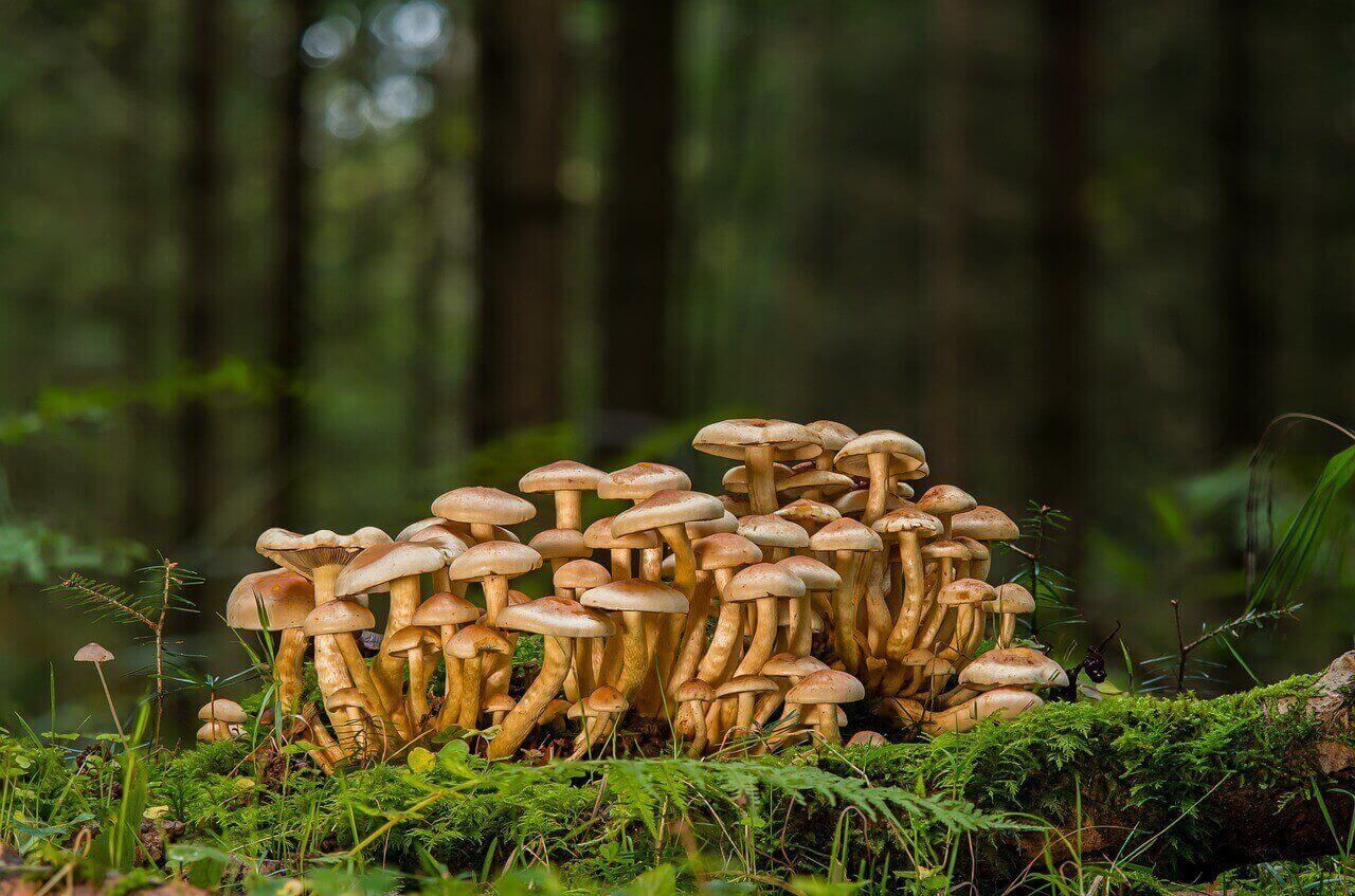 Engineering Student Used Cambodian Shroom Strain, and His GPA Went Higher