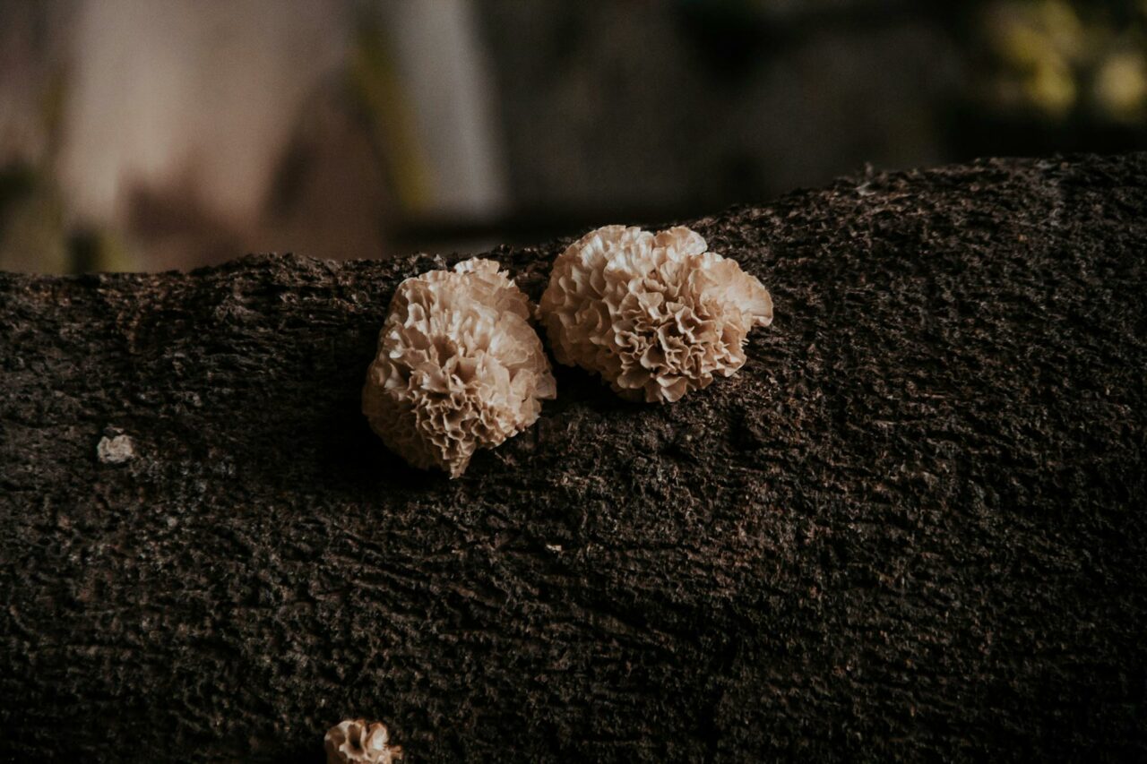 Snorkeler Uses Shrooms Like Enigma Mushroom Strain to Reduce Panic and Fear