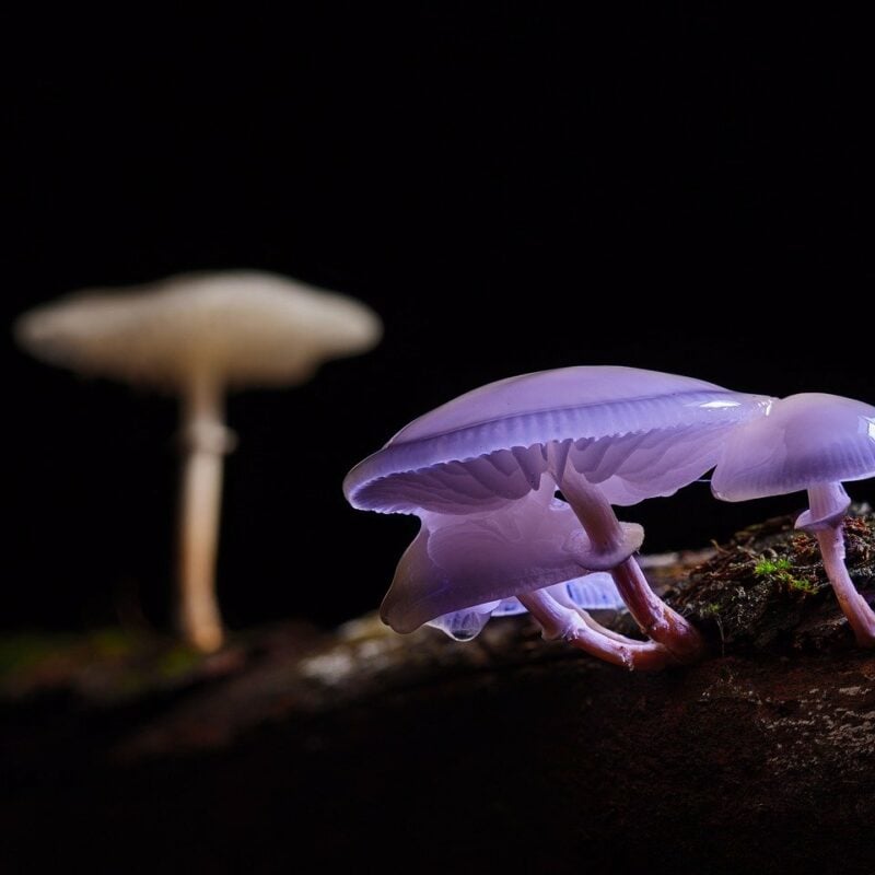 Magic Mushrooms Calgary