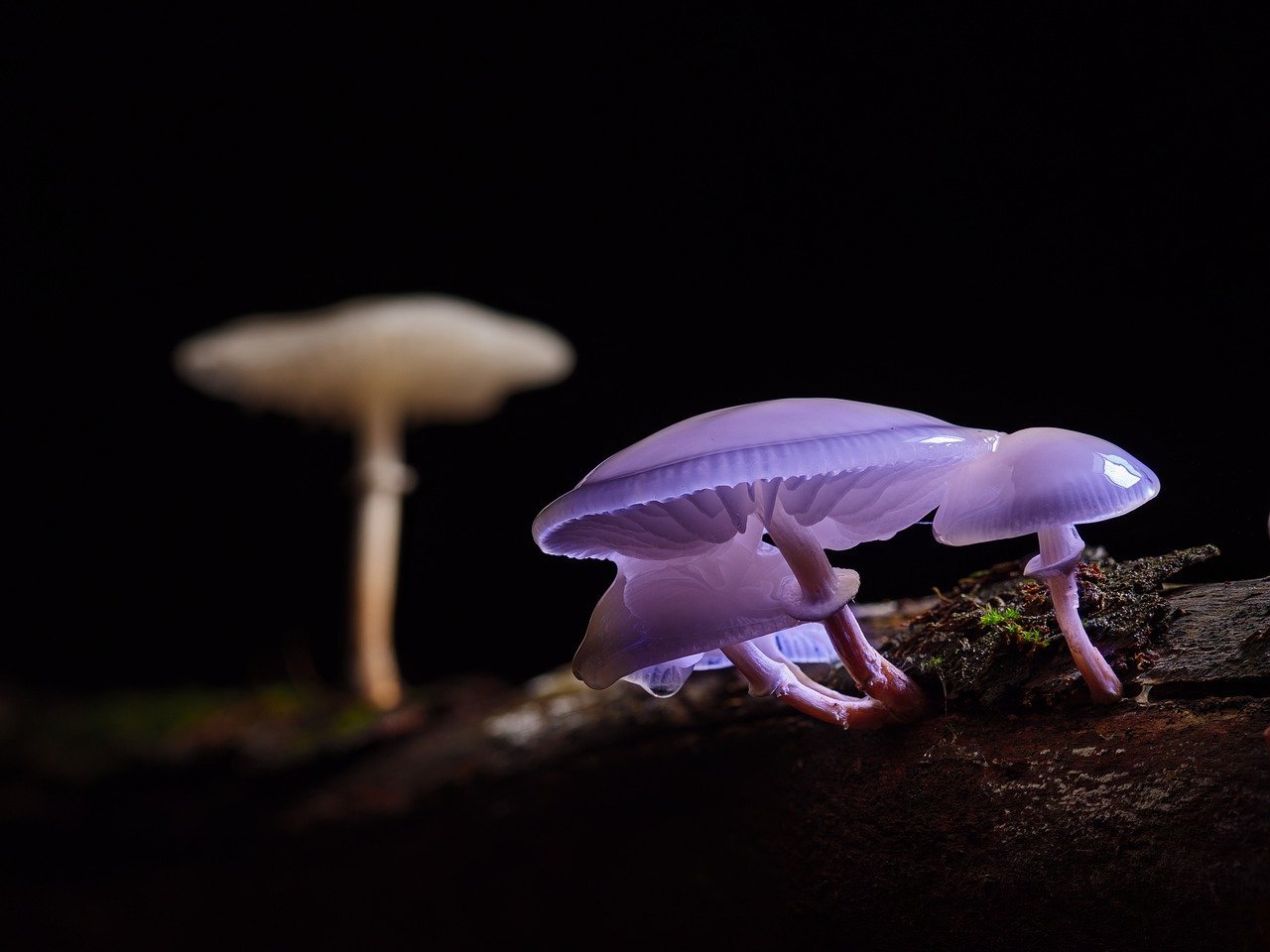 Court Orders Health Canada to Allow Man Access to Magic Mushrooms Calgary for Suicide Headache