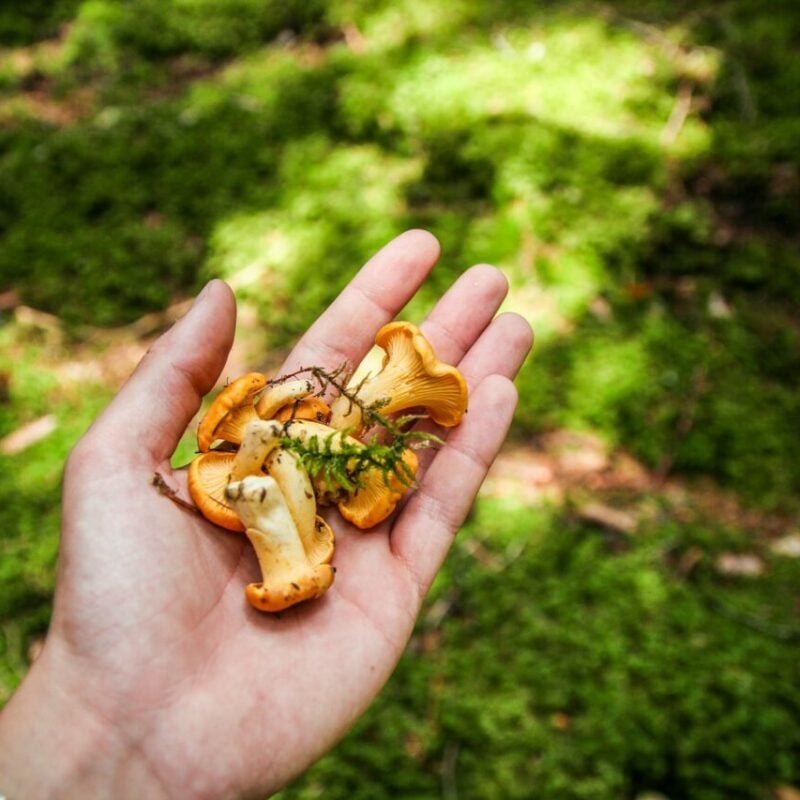 Magic Mushrooms Canada