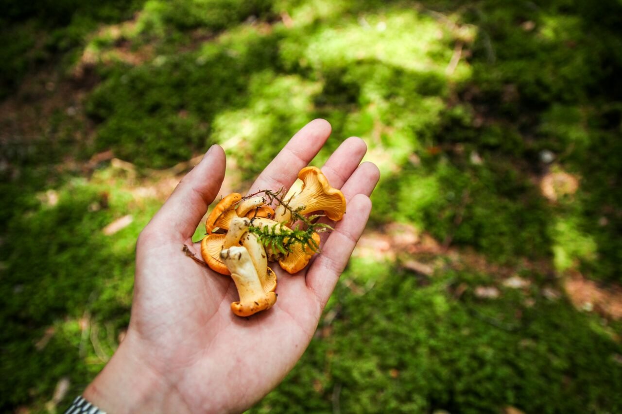 Study Reveals Magic Mushrooms Canada Could Help First Responders with Stress & Burnout