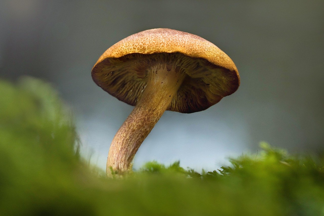 What Optimi Health’s GMP Psilocybin Means for Magic Mushrooms PEI Enthusiasts