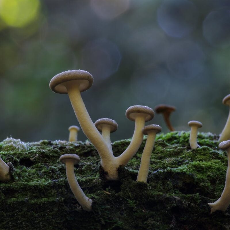 Magic Mushroom Quebec