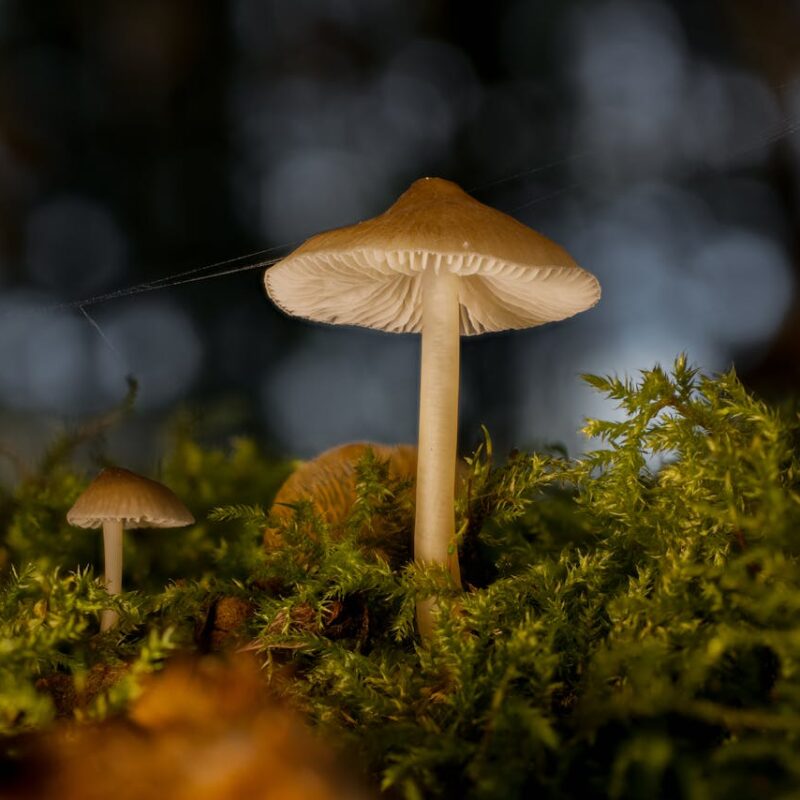 Magic Mushroom British Columbia