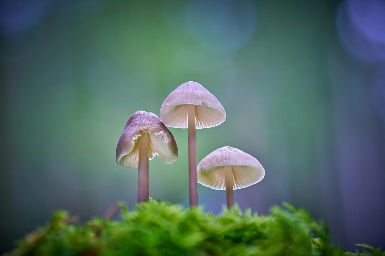 Does Amazon Strain Magic Mushroom Make You See the World in HD?