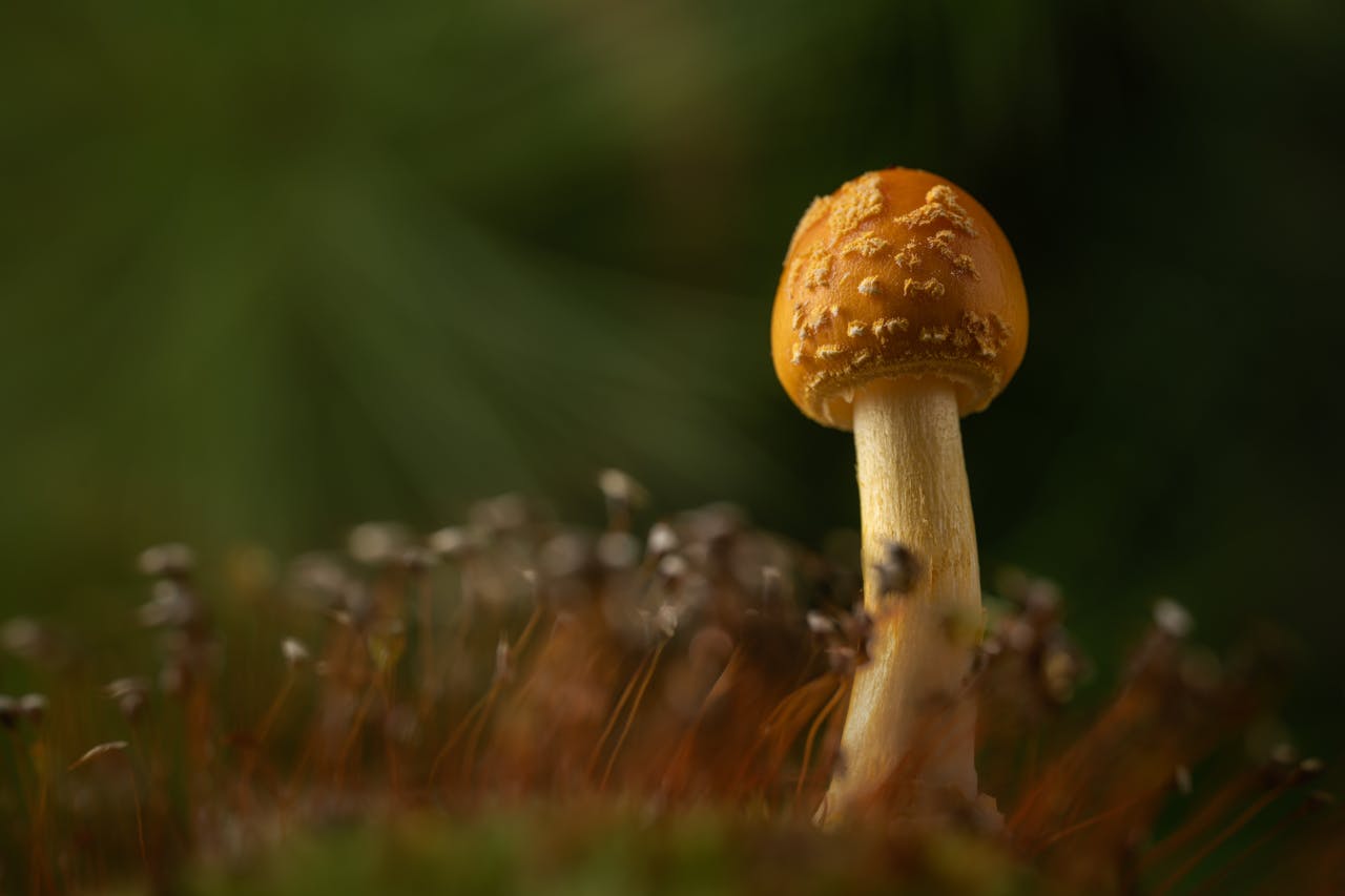 Study Says Microdosing Psilocybin Gold Member Strain Fights Anhedonia